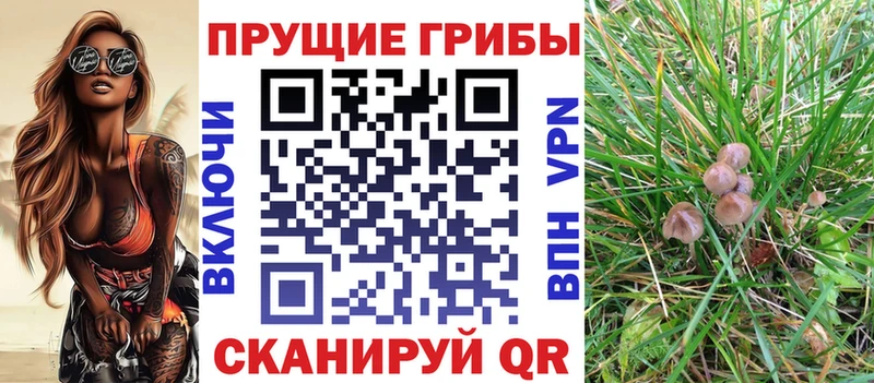 блэк спрут рабочий сайт  Полевской  Псилоцибиновые грибы Psilocybine cubensis 