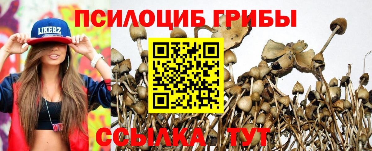 Полевской  как найти   Псилоцибиновые грибы MAGIC MUSHROOMS  Вход с VPN  Псилоцибиновые грибы GOLDEN TEACHER 
